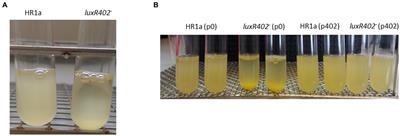 LuxR402 of Novosphingobium sp. HR1a regulates the correct configuration of cell envelopes